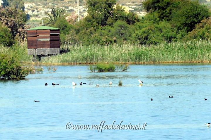 11.5.2011 Saline di Priolo con Antonella (101).jpg